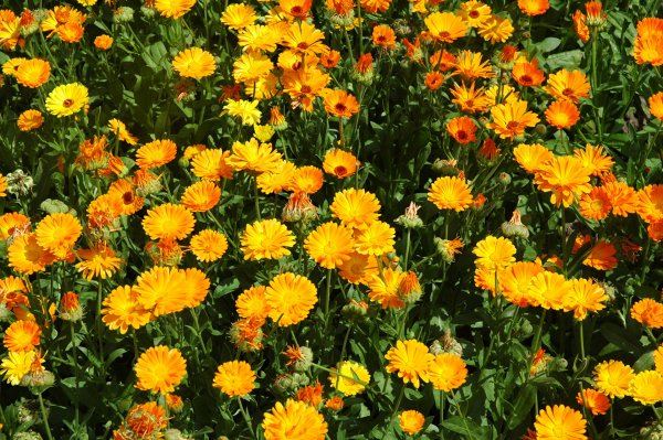 Календула лекарственная (Calendula)