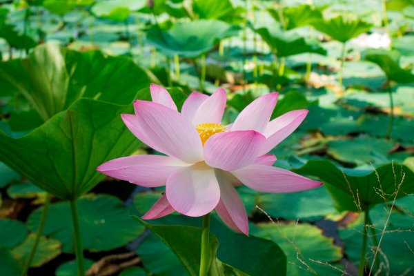 Лотос Nelumbo nucifera