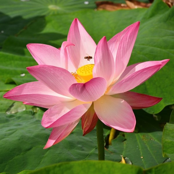 Лотос орехоносный Nelumbo nucifera