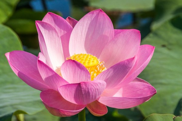 Лотос Каспийский (Nelumbo caspica)