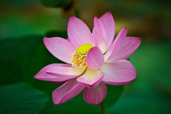 Лотос орехоносный Nelumbo nucifera