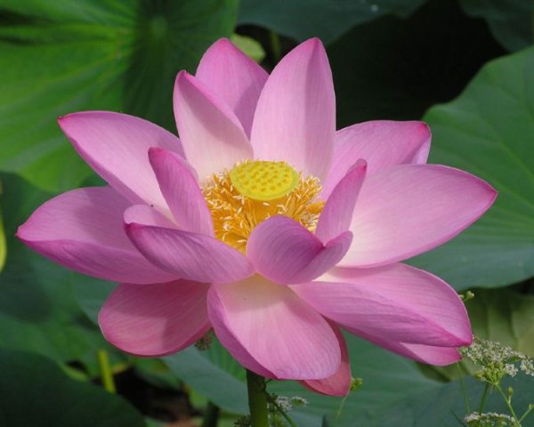 Лотос орехоносный Nelumbo nucifera