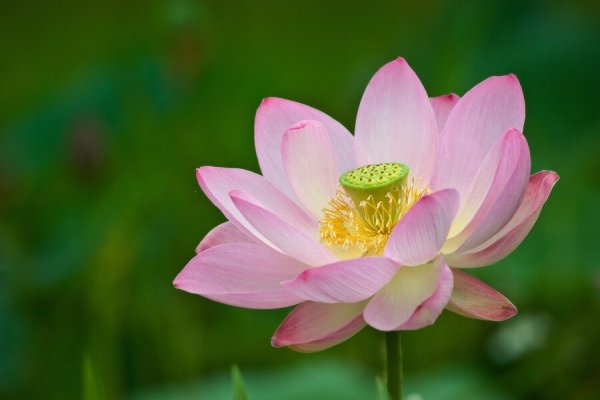 Лотос орехоносный Nelumbo nucifera