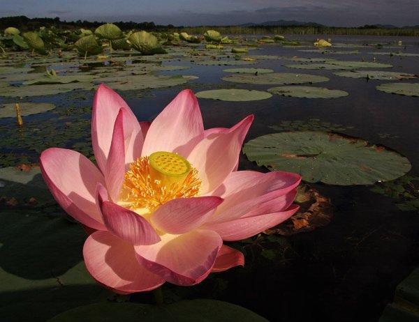 Лотос орехоносный Nelumbo nucifera