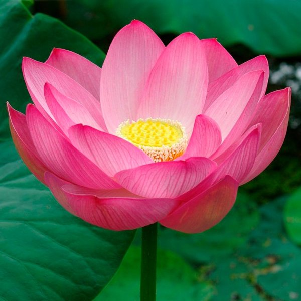 Лотос орехоносный Nelumbo nucifera