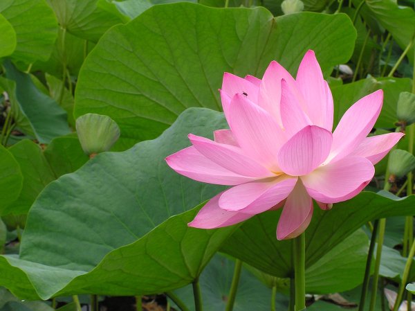 Лотос орехоносный Nelumbo nucifera