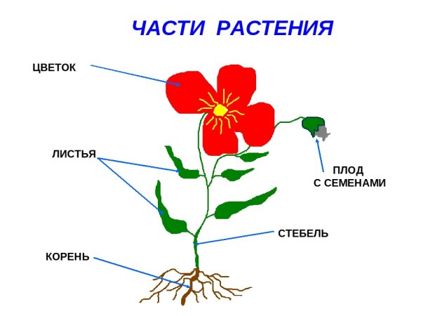 Части растений корень стебель лист цветок