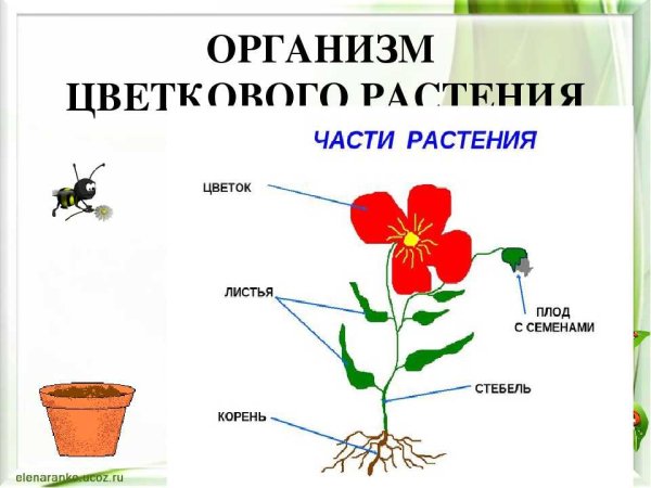 Строение герани комнатной