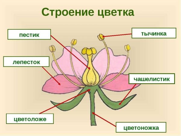 Строение цветка схема 6 класс биология