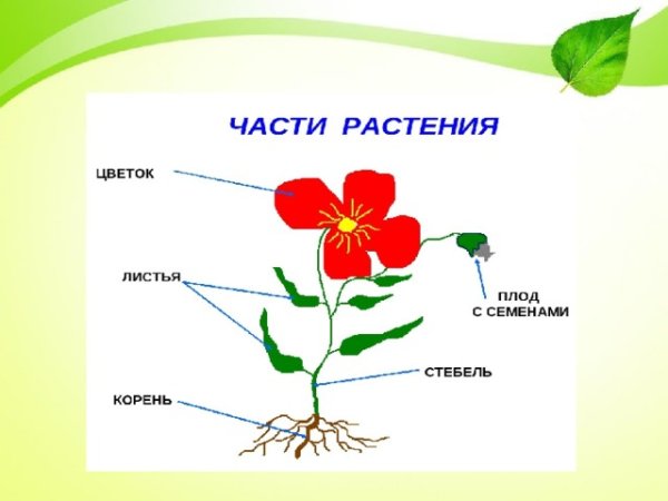 Строение комнатного растения