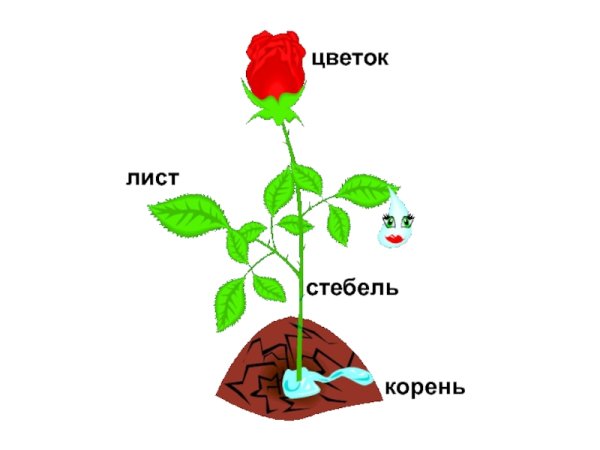 Части пестика: завязь столбик рыльце