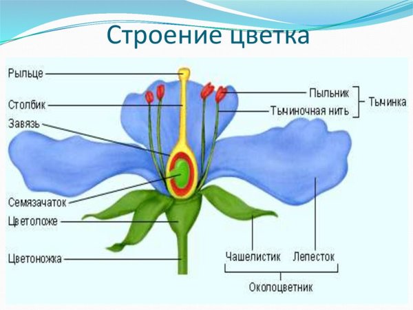 Строение растения