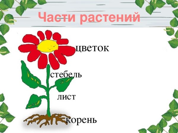 Части растения без подписи
