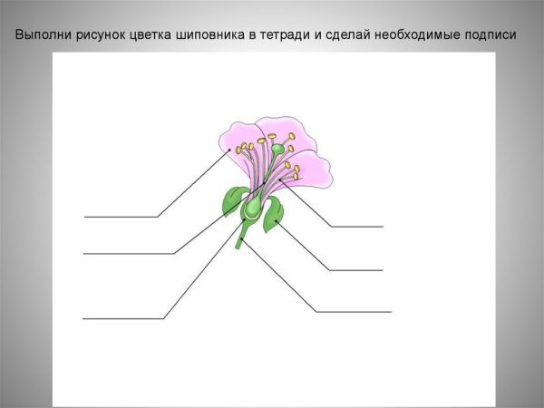 Тычинка пестик пыльник завязь