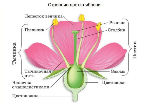 Части растения