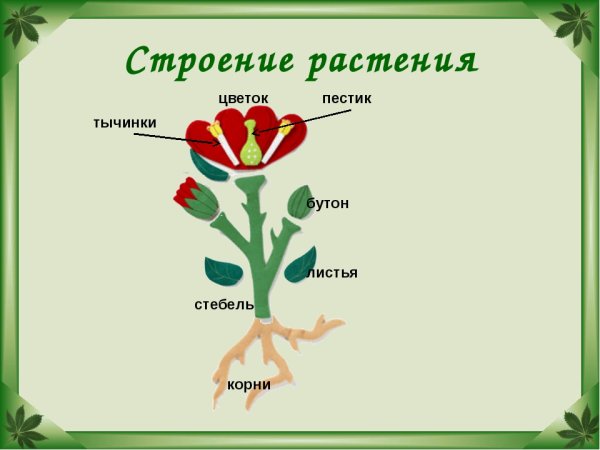 Части цветка для дошкольников