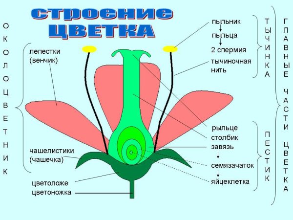 Строение луковицы тюльпана