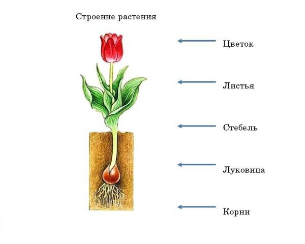 Строение комнатного растения