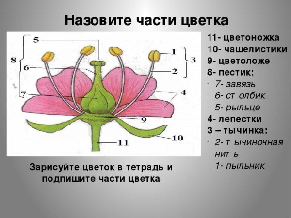 Внешнее строение цветкового растения