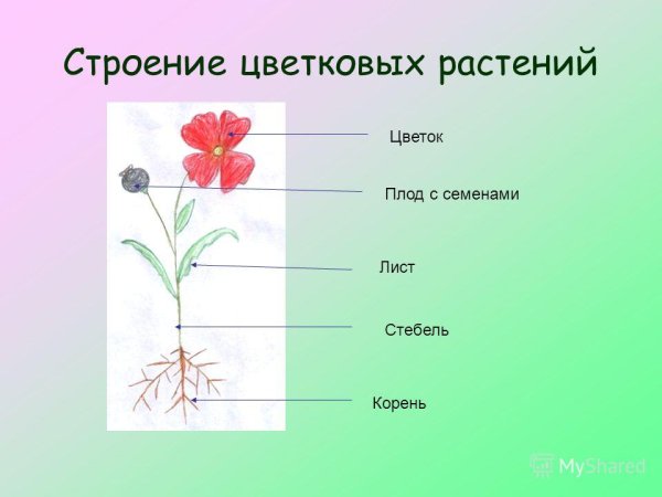 Женские и мужские части цветка