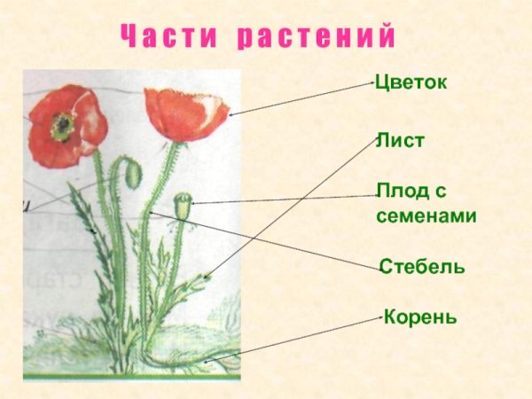 Строение растения тычинка пестик