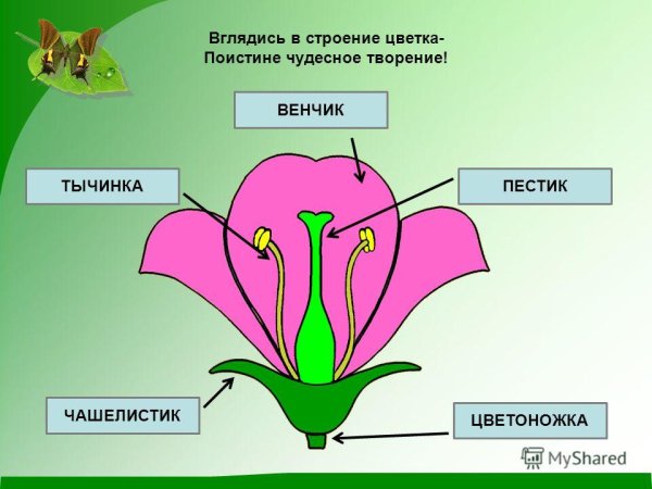 Строение цветка пестик и тычинка