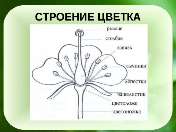 Строение цветка