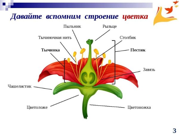 Части растений корень стебель лист