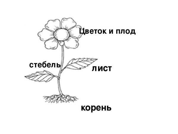 Чашелистик пыльник завязь