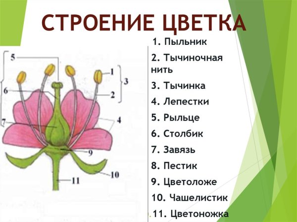 Растение листья корень стебель схема