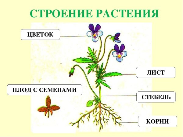 Части растения схема