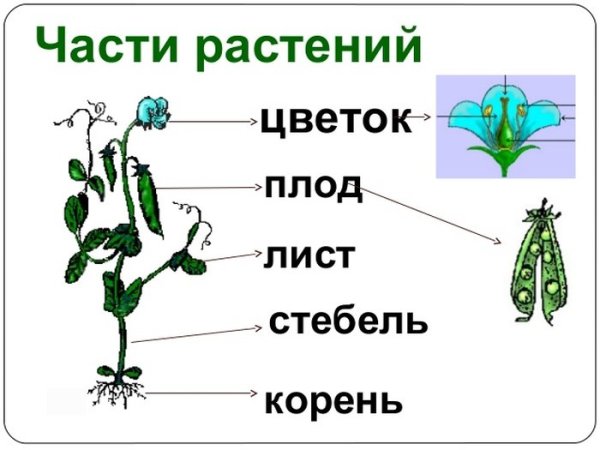 Строение Покрытосеменные растения. Шиповник