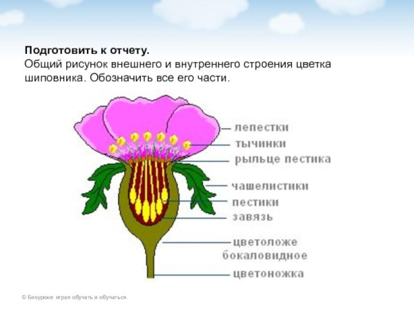 Строение растения