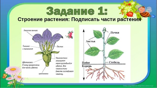 Части растений. Стебли. Листья. Цветы.