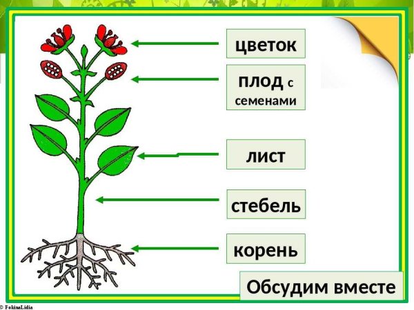 Органы растения для дошкольников