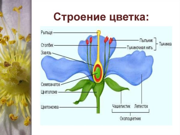 Органы цветковых растений