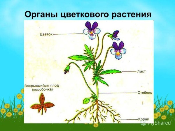 Строение цветкового растения