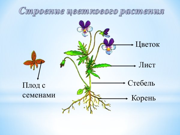 Пыльник 4 тычиночная нить завязь