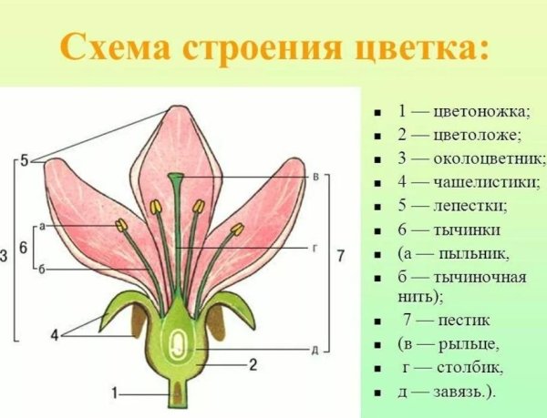 Строение цветка яблони схема