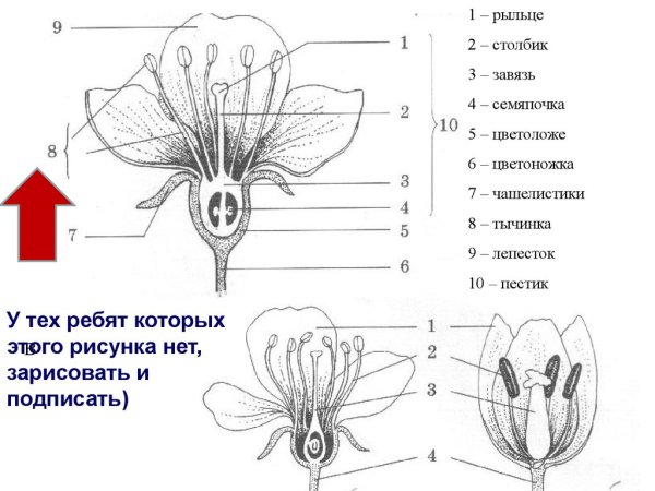 Строение комнатного растения