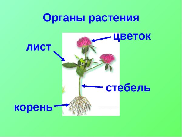 Генеративные органы покрытосеменных растений