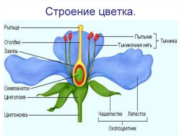 Части растений для детей