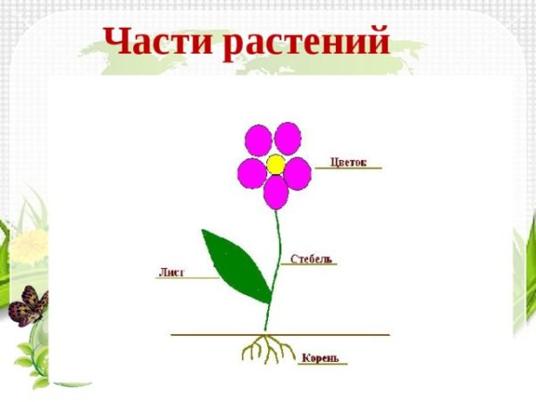 Стебель с листьями