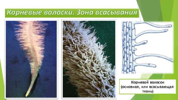 Всасывающие корневые волоски