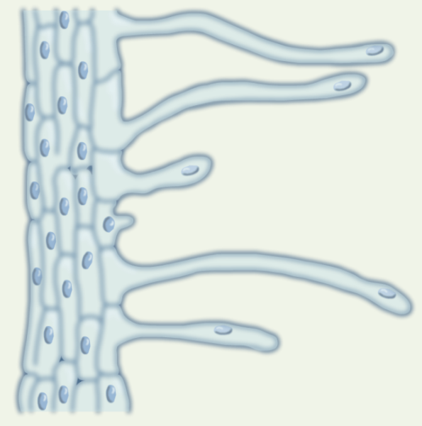 Клетки корневых волосков