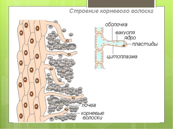 Биология строение корневые волосики