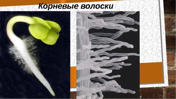 Корневые волоски у растений