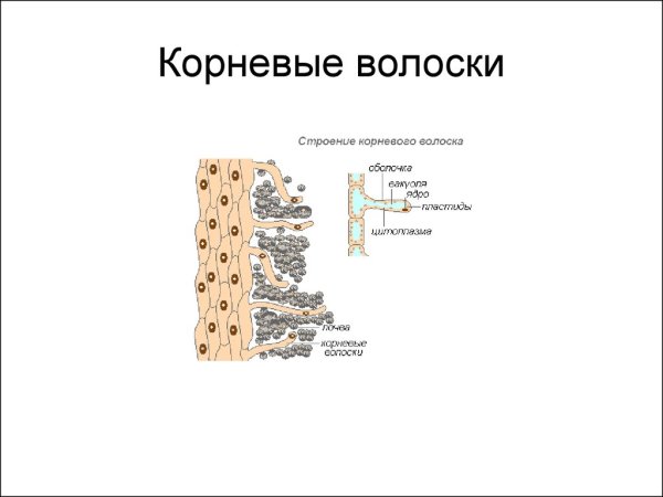 Строение клеток корневого волоска