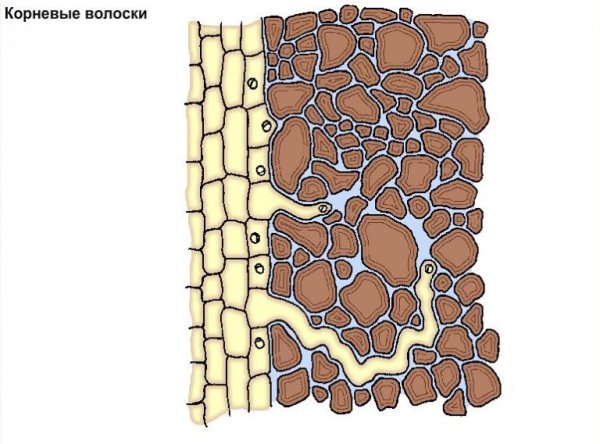 Корневые волоски 6 класс биология
