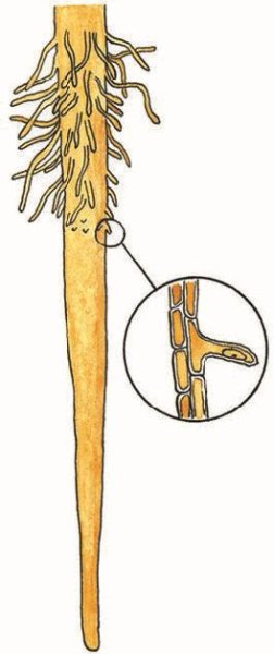 Клеточное строение корня